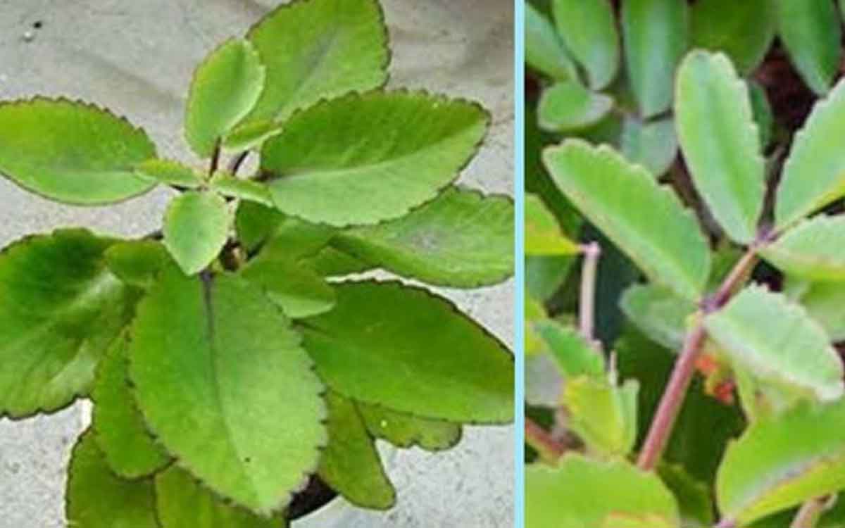 ranapala plant important facts to know 