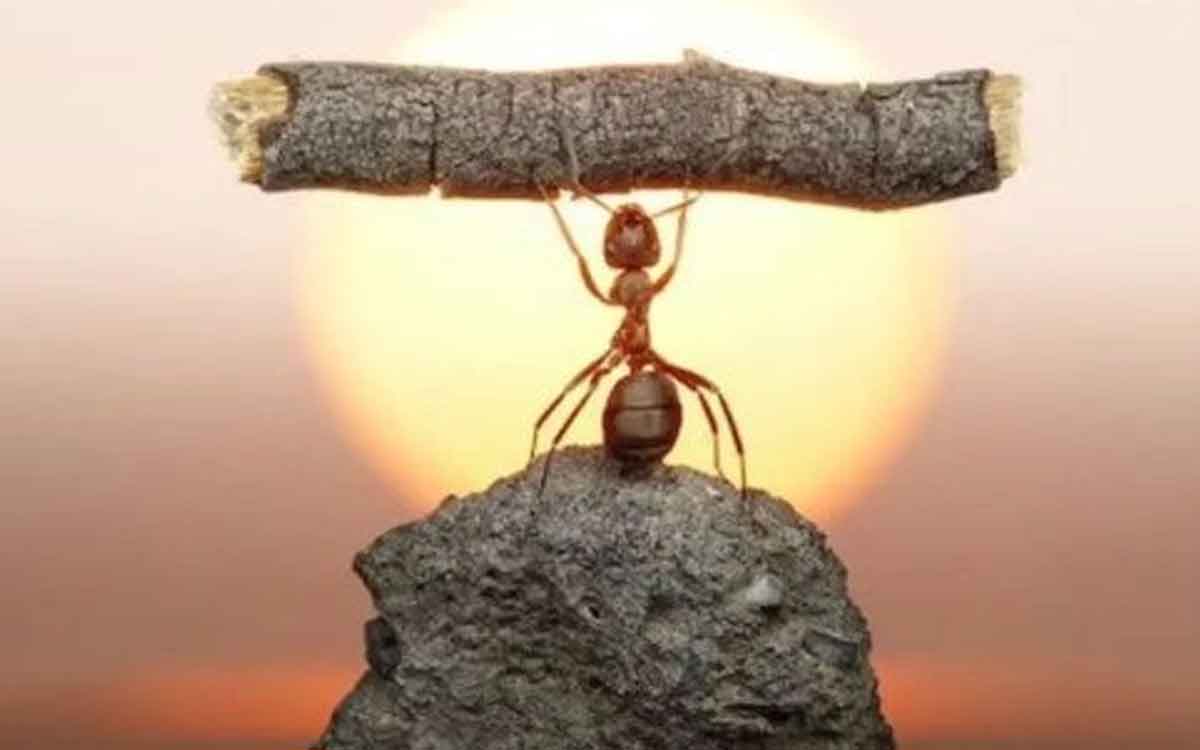 even small ants can lift bigger weights 