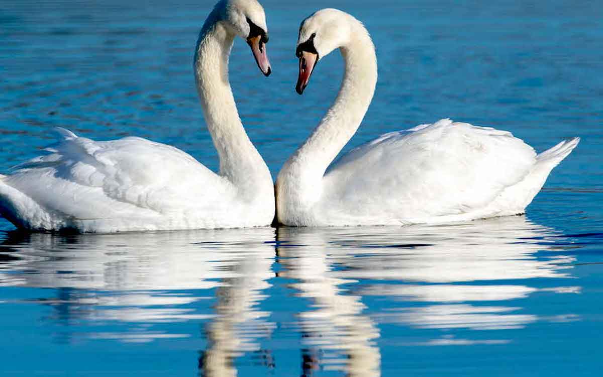 is swans are real 