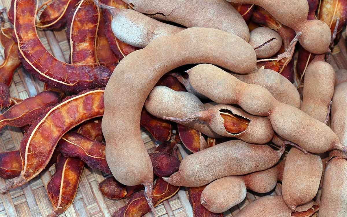 pregnant must take limited quantity of tamarind know why 
