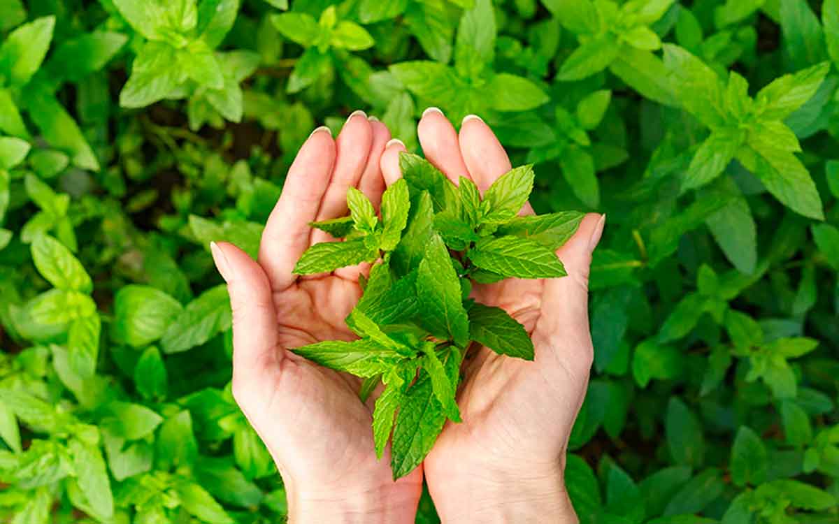 why tulsi leaves are not used in lord ganesha puja 