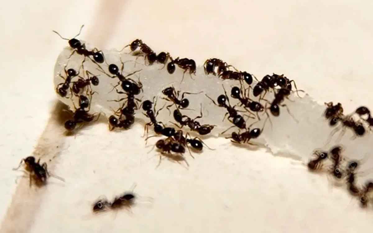 do ants sleep what scientists say 