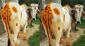 గోమాత ఇంత‌టి ప్రాధాన్య‌త‌ను కలిగి ఉంటుందా..? అందుక‌నేనా అందరూ పూజిస్తారు..?