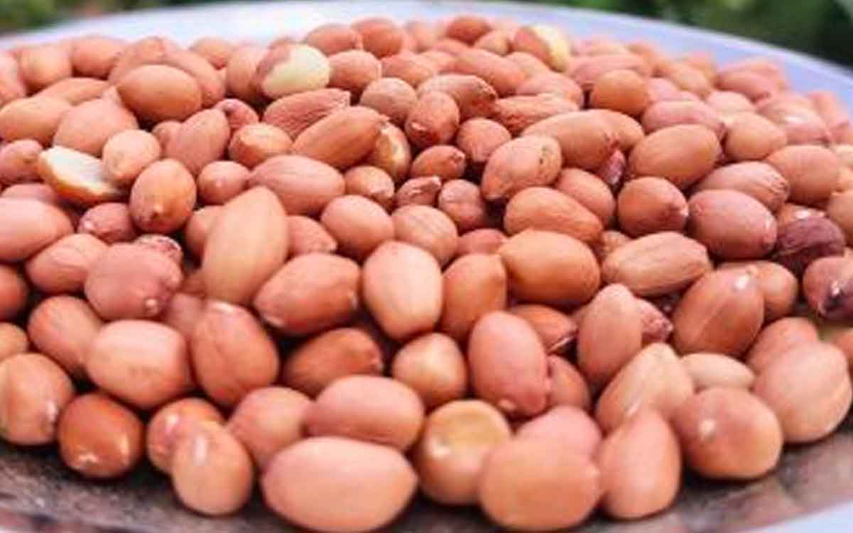 take peanuts regularly to get these health benefits 