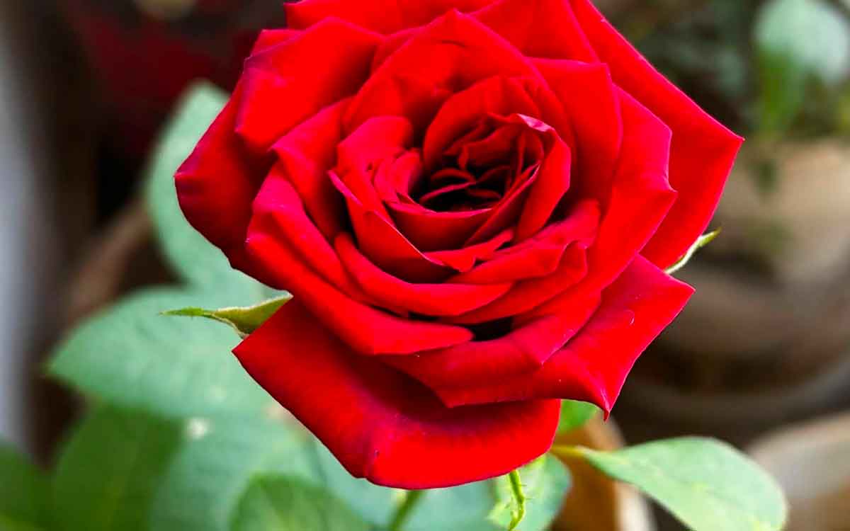 do like this with rose flower for lakshmi devi blessings 