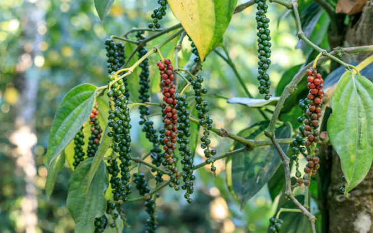 grow these plants in your farm to earn in crores 