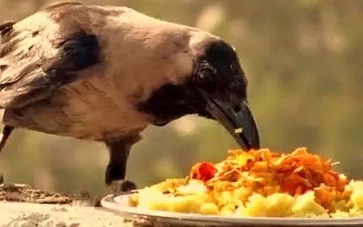 why we put pindam to crow eating what is the reason 