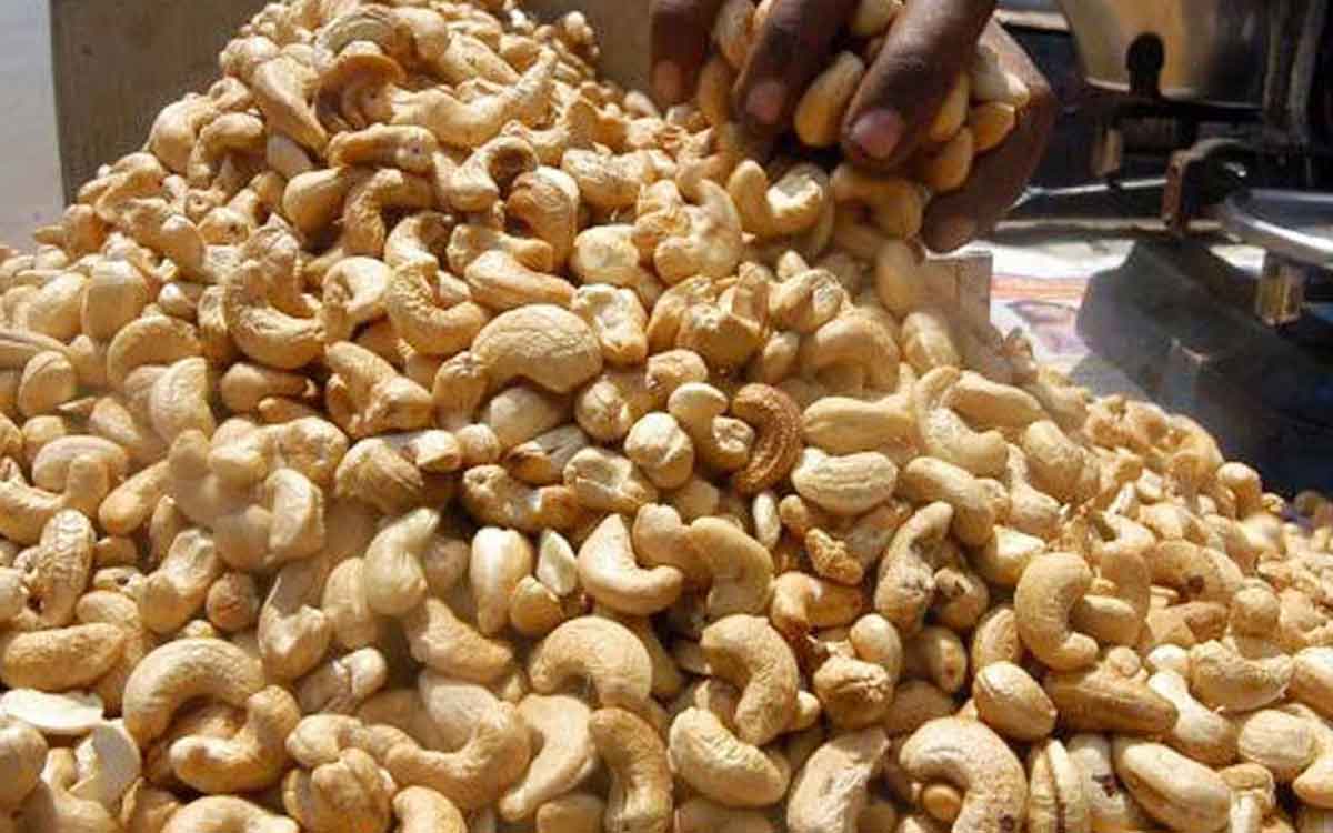 cashew nuts prices in jamtara are very cheap know why 