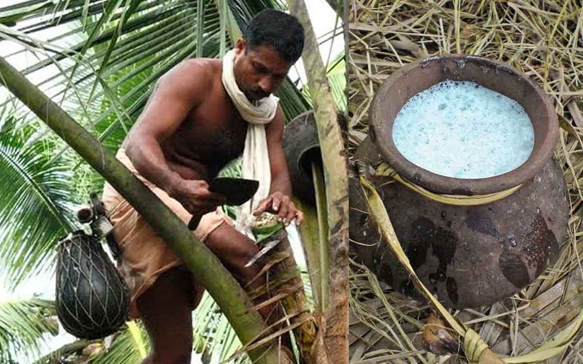 how much alcohol is in toddy or kallu 