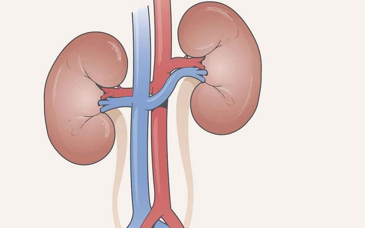 take these foods daily to keep your kidneys healthy 