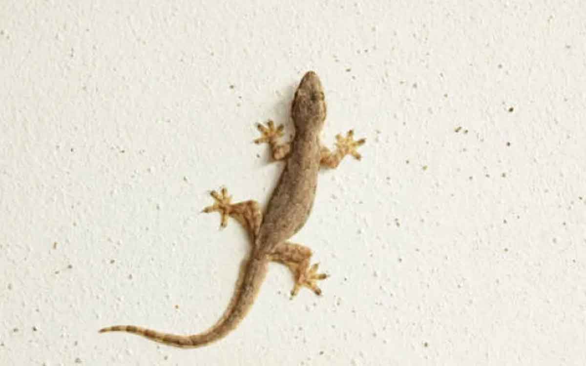lizard fell on body parts which result it will give 