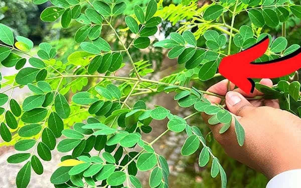 moringa leaves will do wonders to our bodies 