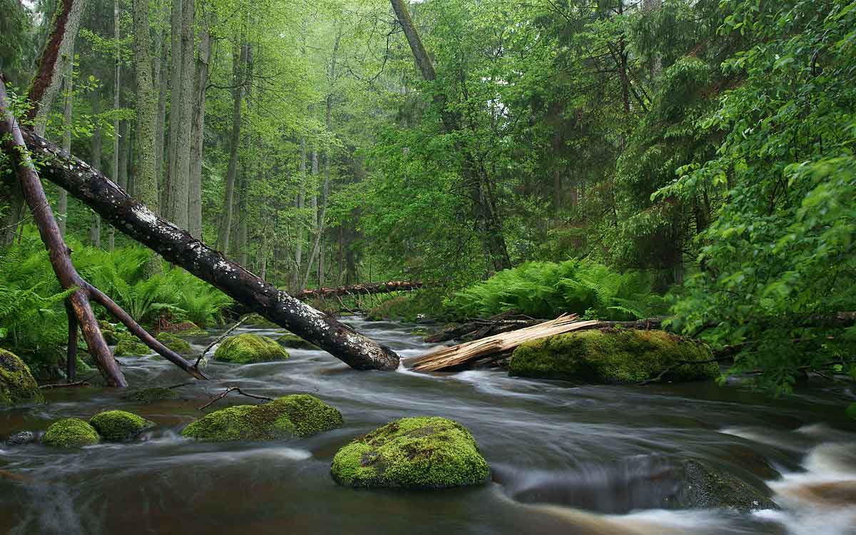 these 4 types of zodiac sign persons love nature 
