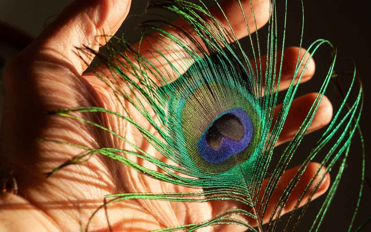 keep peacock feather in your home like this for luck and wealth 