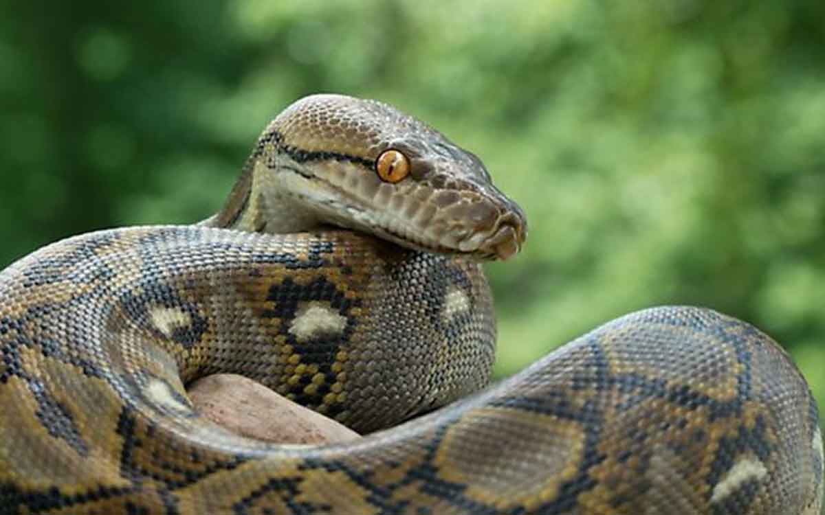 are the pythons able to swallow humans 