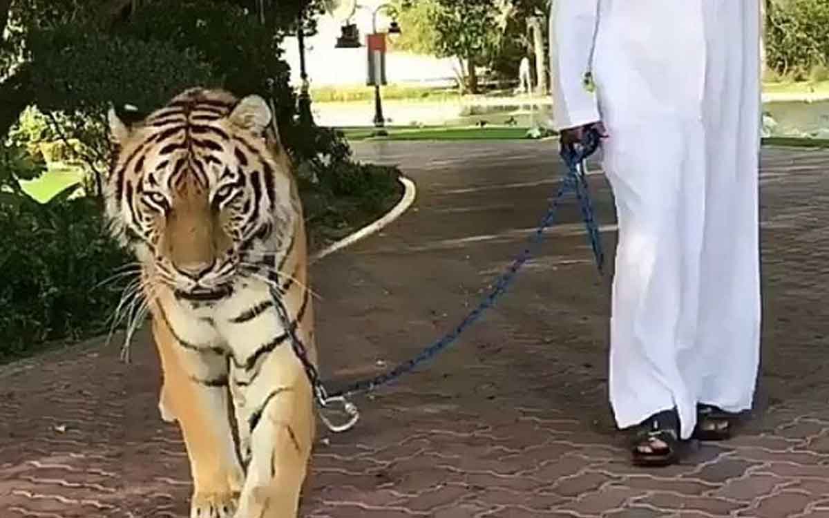 if animals eat humans why can not we eat them 