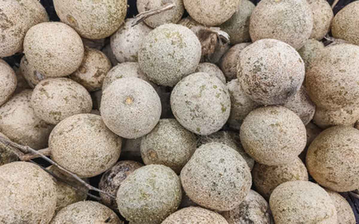 many wonderful health benefits eating velaga pandu 